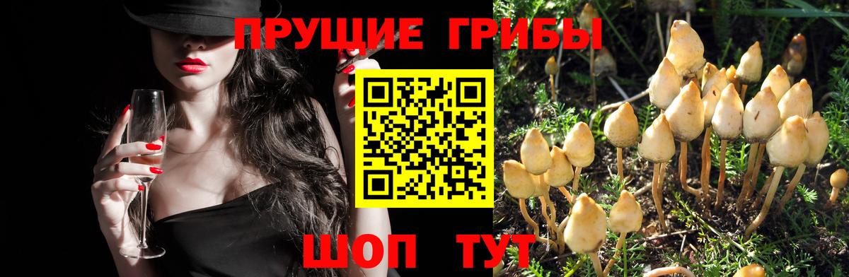Галлюциногенные грибы Psilocybine cubensis Симферополь